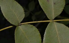 Carya texana