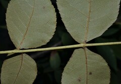 Carya texana