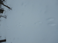 Lepus americanus