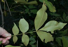 Carya texana
