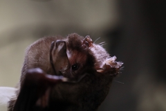 Mormoops megalophylla