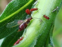 Uroleucon nigrotuberculatum