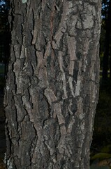 Carya texana
