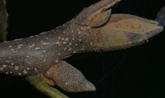 Carya texana