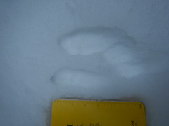 Lepus americanus