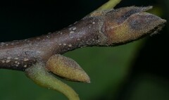 Carya texana