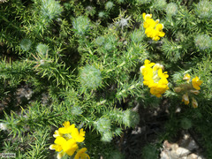 Aspalathus chenopoda