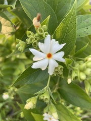 Nyctanthes arbor-tristis