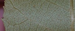 Carya texana