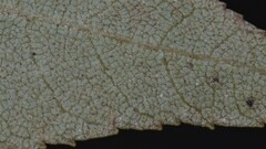 Carya texana