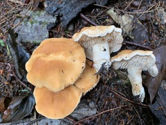 Hydnum subconnatum