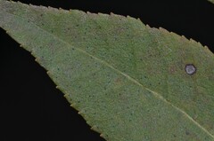 Carya texana