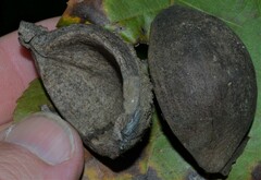 Carya texana