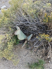 Opuntia basilaris