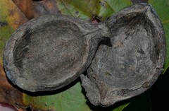 Carya texana
