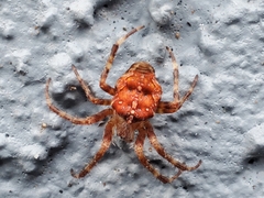 Araneus diadematus