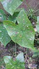 Caladium bicolor