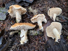 Hydnum subconnatum