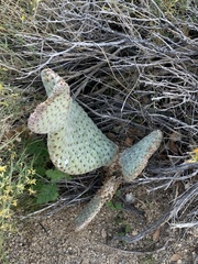 Opuntia basilaris