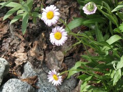 Erigeron glacialis glacialis