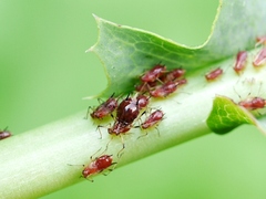 Uroleucon pseudambrosiae