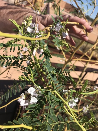 Sesbania brachycarpa iNat (3)