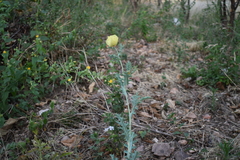 Argemone mexicana