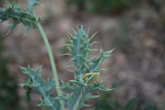 Argemone mexicana