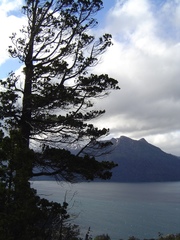 Austrocedrus chilensis