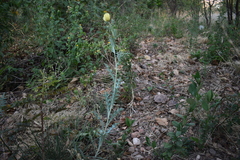 Argemone mexicana
