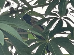 Dendrocitta vagabunda