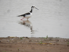 Himantopus mexicanus melanurus