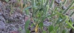 Tetramerium nervosum
