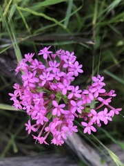 Centranthus macrosiphon