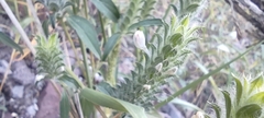 Tetramerium nervosum