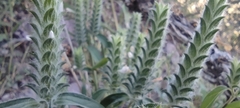 Tetramerium nervosum
