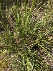 Lomandra densiflora