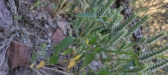 Tetramerium nervosum