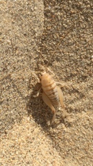 Rhachocnemis validus