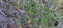 Tetramerium nervosum