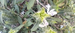 Tetramerium nervosum