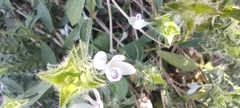Tetramerium nervosum