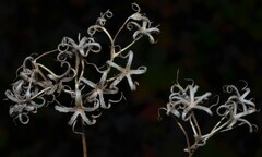 Phlox pilosa