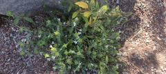 Tetramerium nervosum