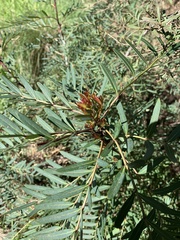 Pimelea axiflora