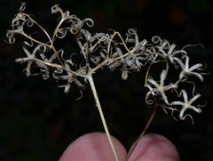 Phlox pilosa