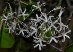 Phlox pilosa