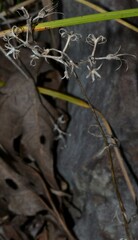 Phlox pilosa