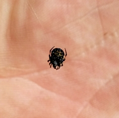 Araneus rotundulus