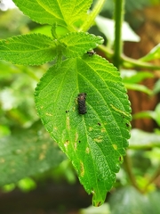 Octotoma scabripennis